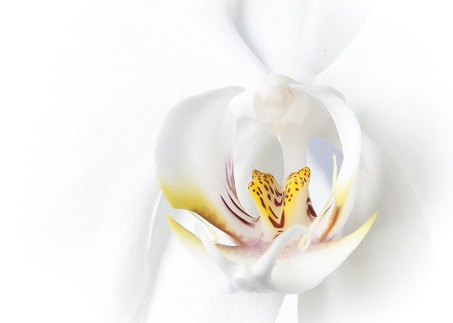 白い胡蝶蘭の花アップ